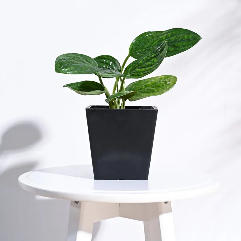 UGAOO Hague Planter for Home & Balcony Garden- Black media 3