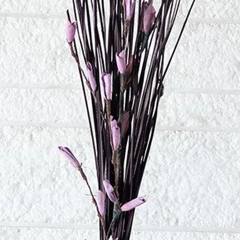 Dalfrina Dried Stem media 3