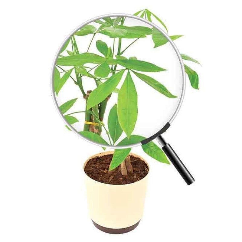 Ugaoo Money Tree media 4