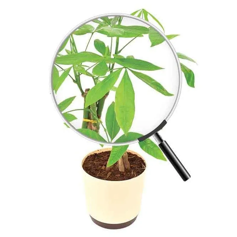 Ugaoo Money Tree media 4