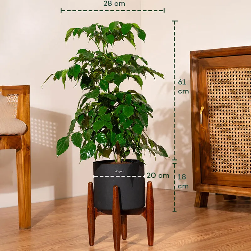 Kyari China Doll Plant With Metal Self Watering Pot (Black) - 2.5 Feet media 5