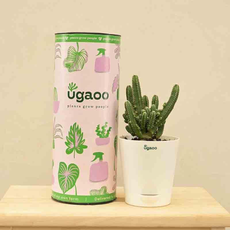 Live Plants
