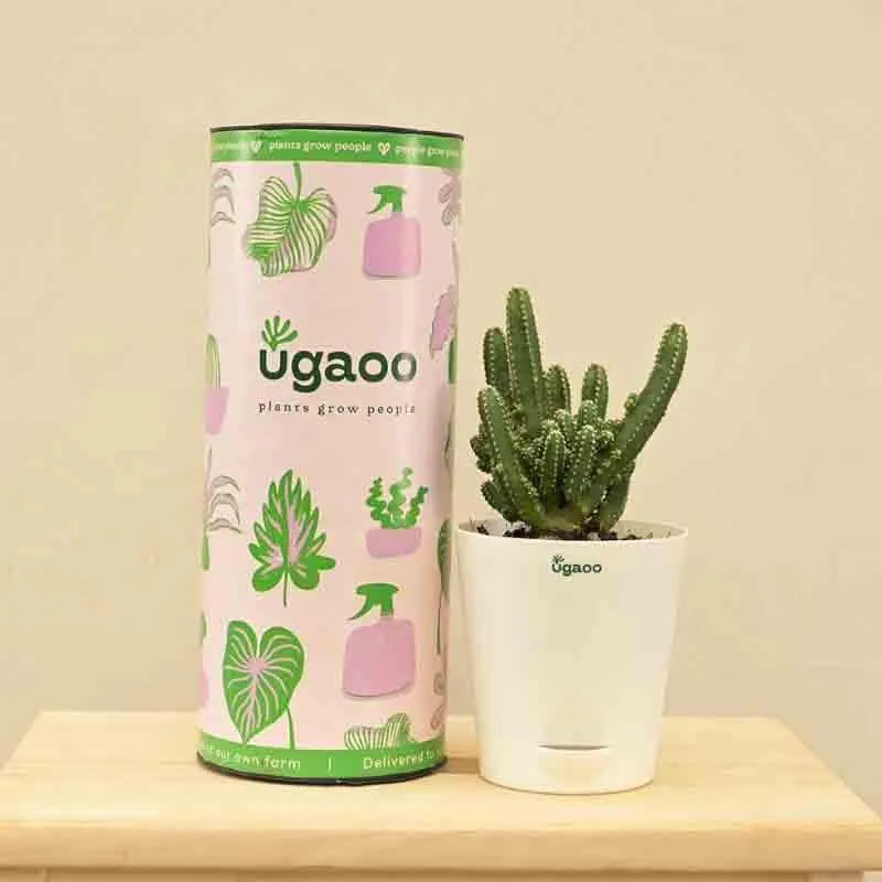 Ugaoo Cactus Plant - Elongated media 1