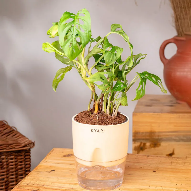 Kyari Philodendron/Broken Heart Plant With Self Watering Pot (Ivory) - 18 cm media 3
