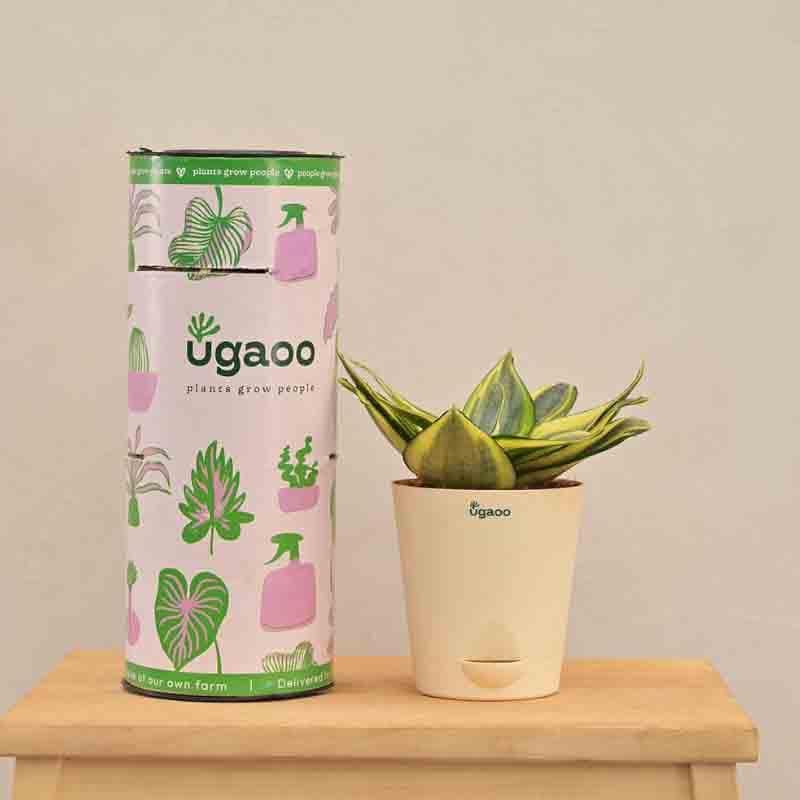 Live Plants