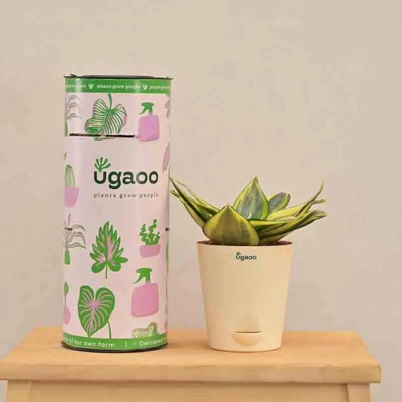 Ugaoo Snake Plant - Golden media 1