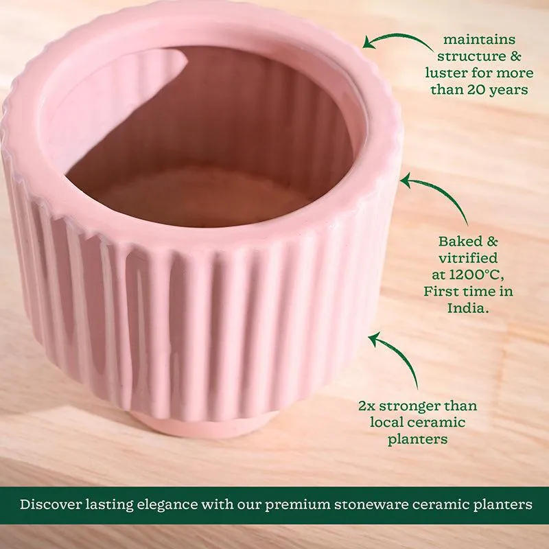 Ugaoo Classic Stria Ceramic Planter - Soft Pink media 5