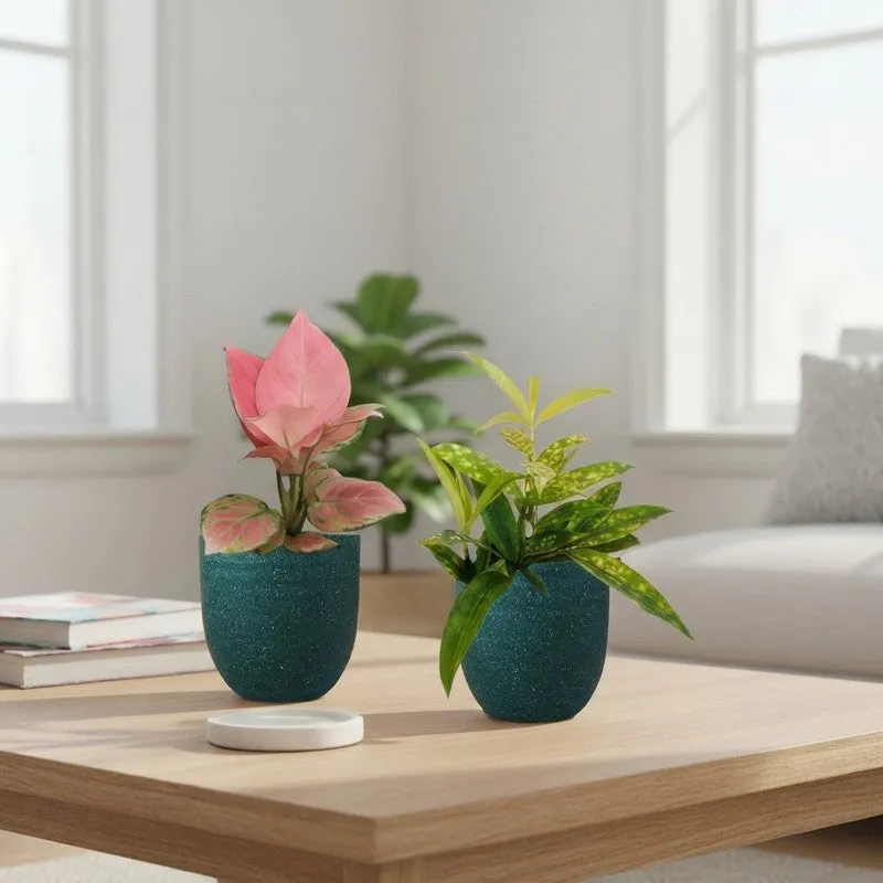 Greenkin Aglaonema & Bamboo Live Plants (Green) - Set Of Two media 1