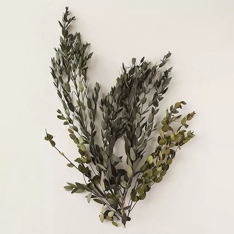 Dried Eucalyptus Parvifolia Stem - Set Of Five media 6