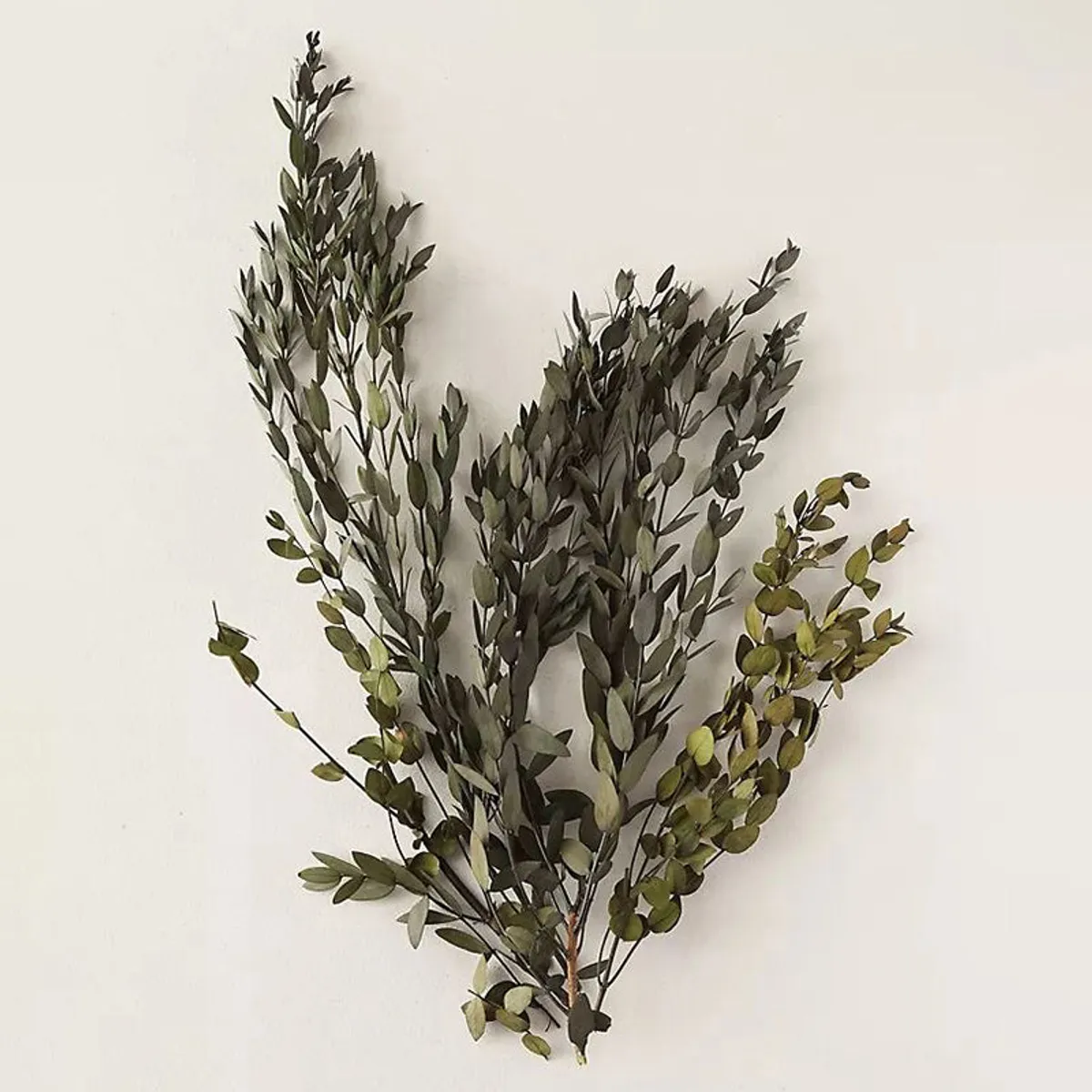 Several eucalyptus stems gathered in a loose arrangement
