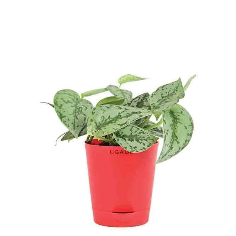 Live Plants