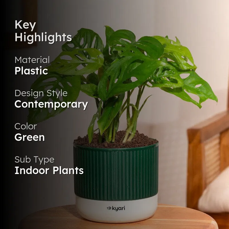Kyari Broken Heart Plant with Self Watering Pot - Green media 2
