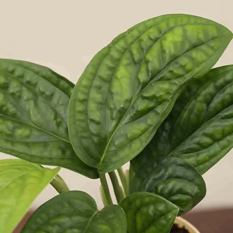 Ugaoo Monstera Peru Green Plant media 5