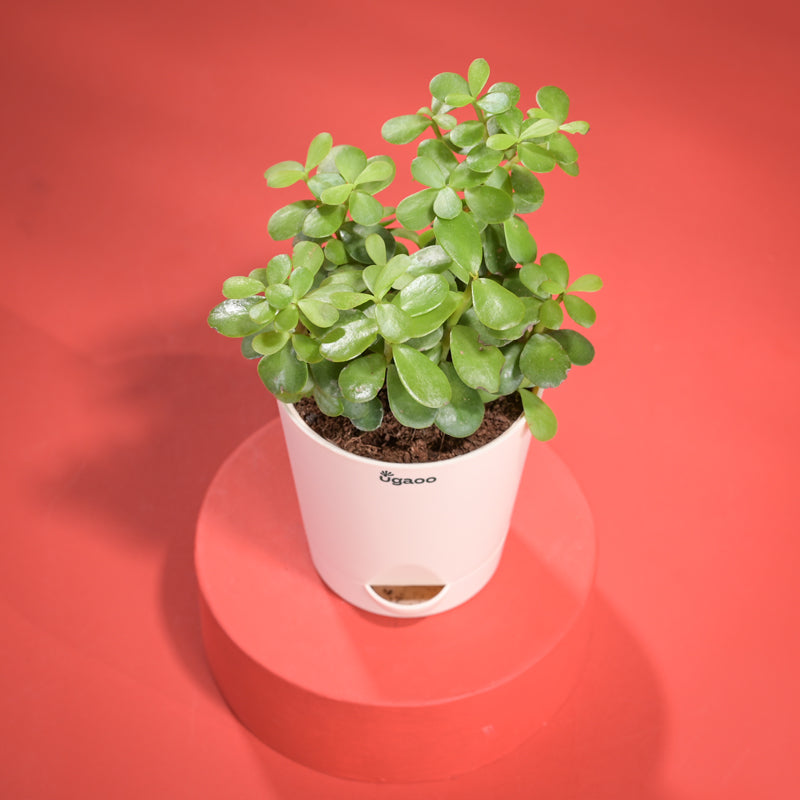 Jade Mini Plant With Self Watering Pot Diwali Gift media 5