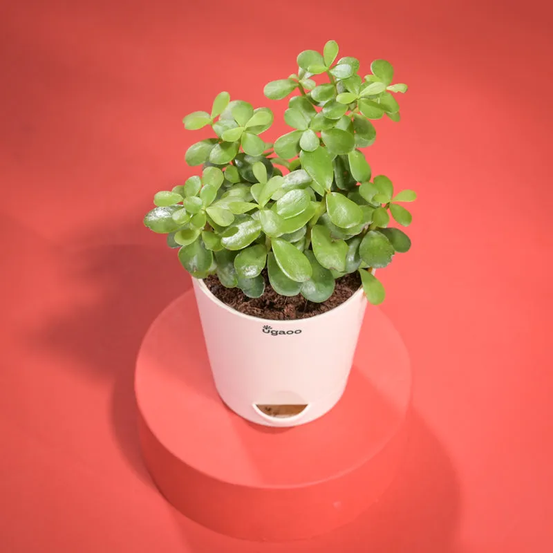 Jade Mini Plant With Self Watering Pot Diwali Gift media 5