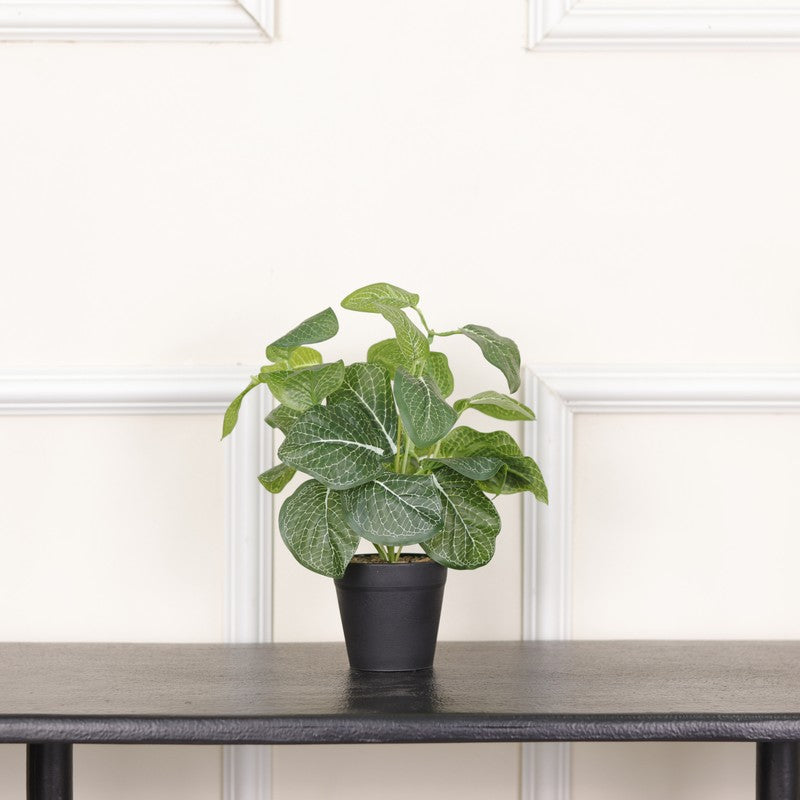 Artificial Fittonia Leaf Plant With Black Fiber Pot - 0.9 Feet media 3
