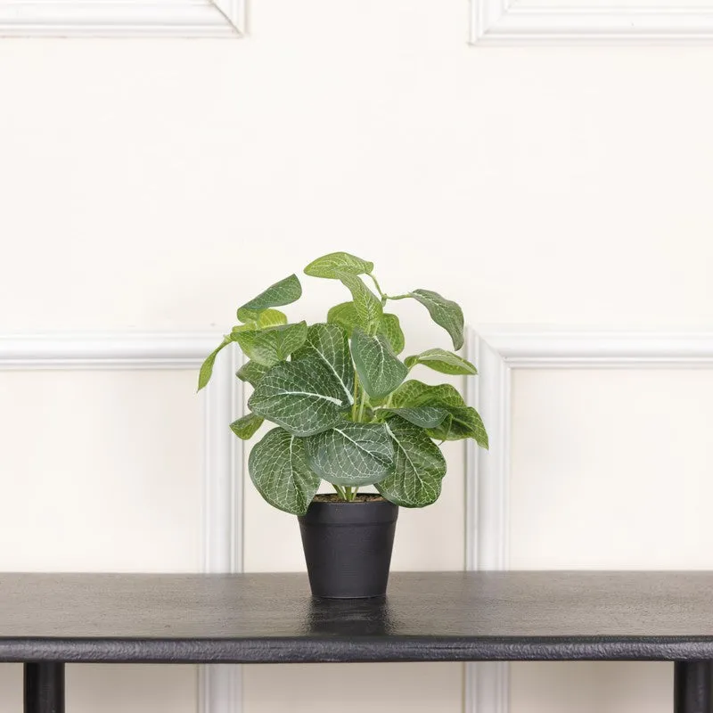 Artificial Fittonia Leaf Plant With Black Fiber Pot - 0.9 Feet media 3