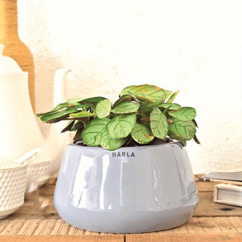 Ugaoo Tulip Fantasy 6031 Grey Ceramic Pot media 3