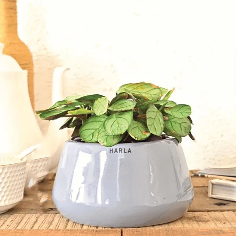 Ugaoo Tulip Fantasy 6031 Grey Ceramic Pot media 3