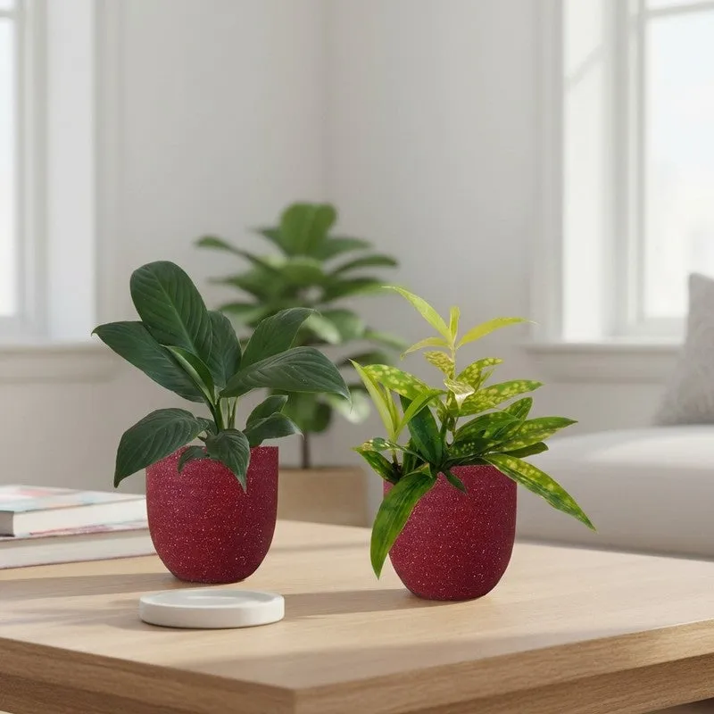 Greenkin Bamboo & Lily Live Plants (Red) - Set Of Two media 1