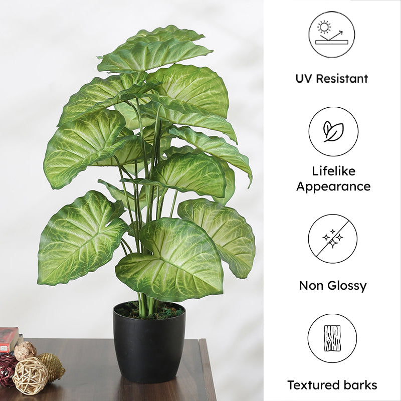 Faux Tropica Dumb Cane Plant With Black Plastic Pot - 2.13 ft media 7