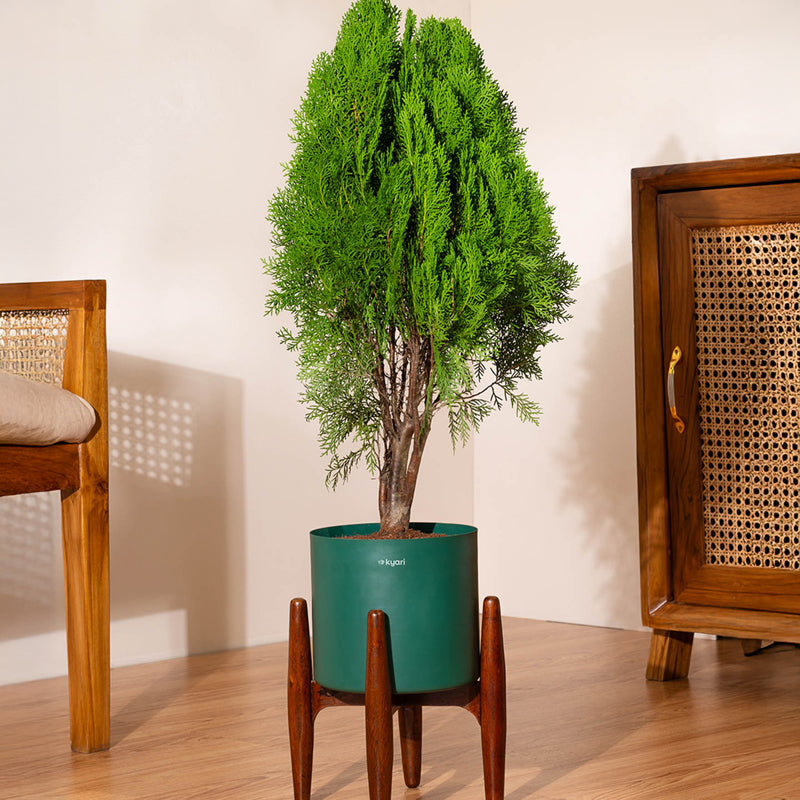 Kyari Thuja Plant With Metal Self Watering Pot (Green) - 2.5 Feet