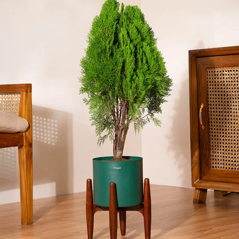 Kyari Thuja Plant With Metal Self Watering Pot (Green) - 2.5 Feet media 1