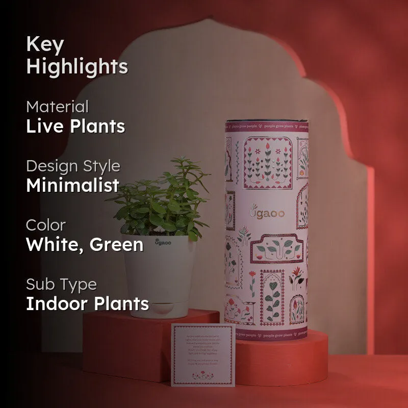 Jade Mini Plant With Self Watering Pot Diwali Gift media 2