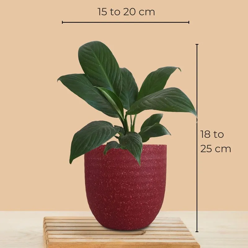 Greenkin Lily & Birkin Live Plants (Red) - Set Of Two media 11