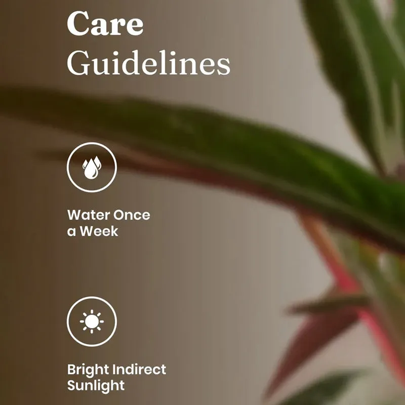 Kyari Calathea Plant With Self Watering Pot (Yellow) - 18 cm media 5