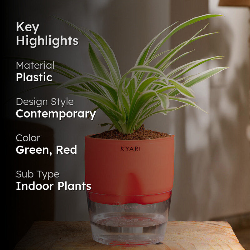 Kyari Spider Plant With Self Watering Pot (Red) - 18 cm media 2