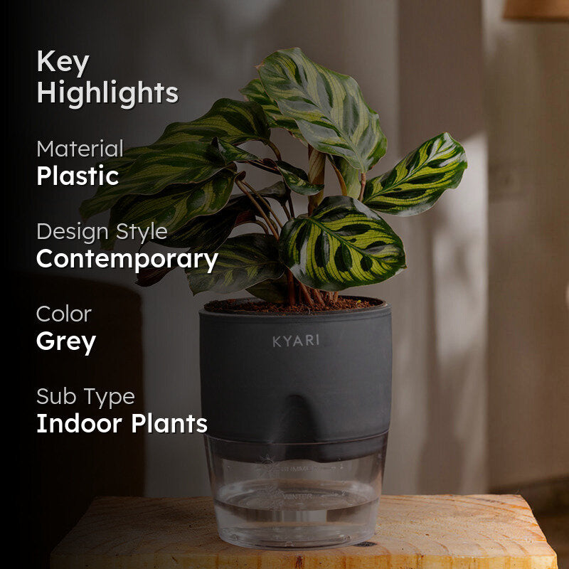 Kyari Peacock Plant With Self Watering Pot - Grey media 2