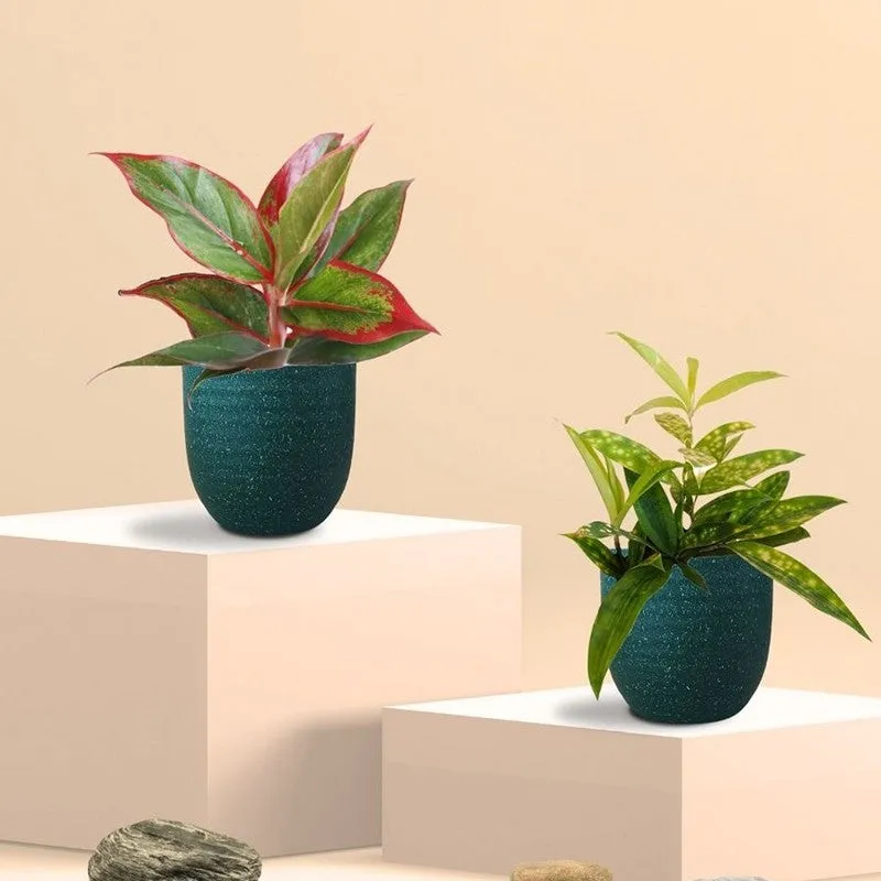 Greenkin Aglaonema Lipstick & Bamboo Live Plants (Green) - Set Of Two media 3