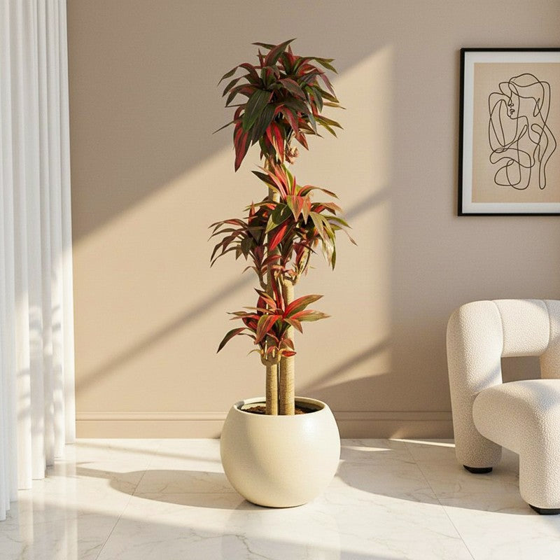 Everloft Artificial Dracaena Green Tree With Black Plastic Pot 5.7 ft