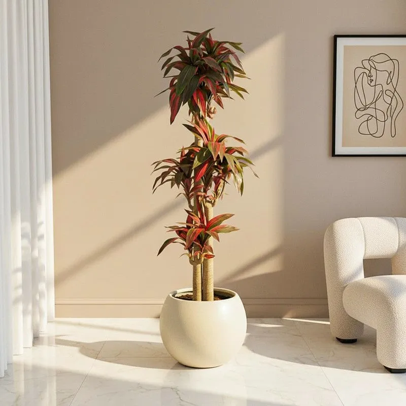 Everloft Artificial Dracaena Green Tree With Black Plastic Pot 5.7 ft media 1