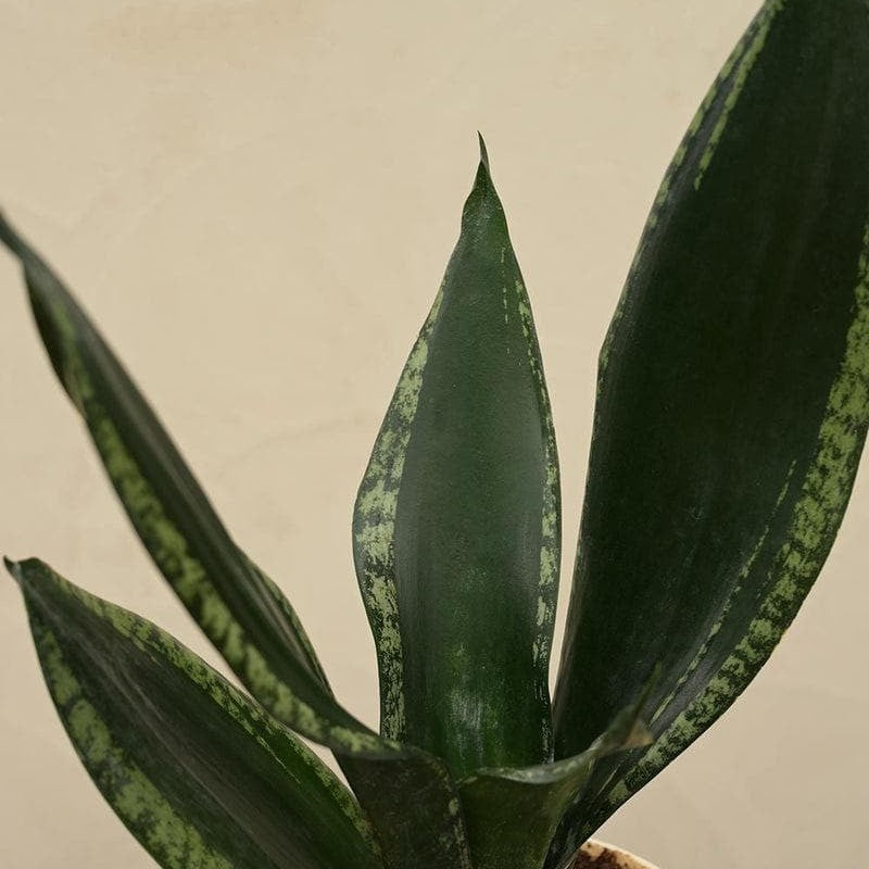 Ugaoo Sansevieria Whitney - Snake Plant media 3