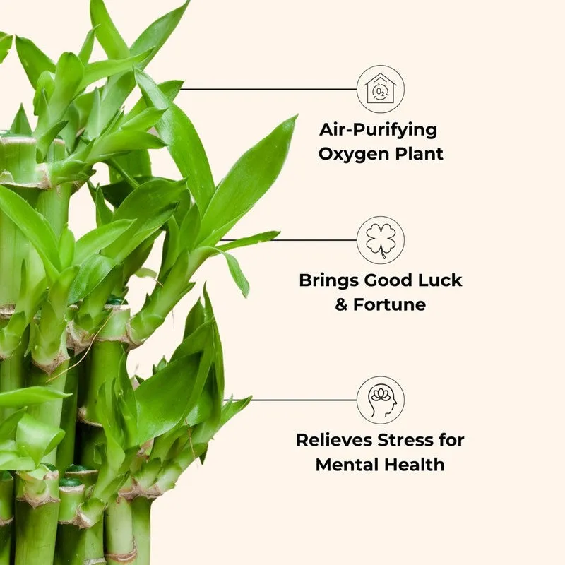 Greenkin 2-Layer Lucky Bamboo Live Plant media 4