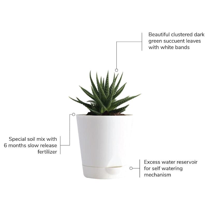 Ugaoo Succulent Plants Live With Pot - Set Of Four media 6