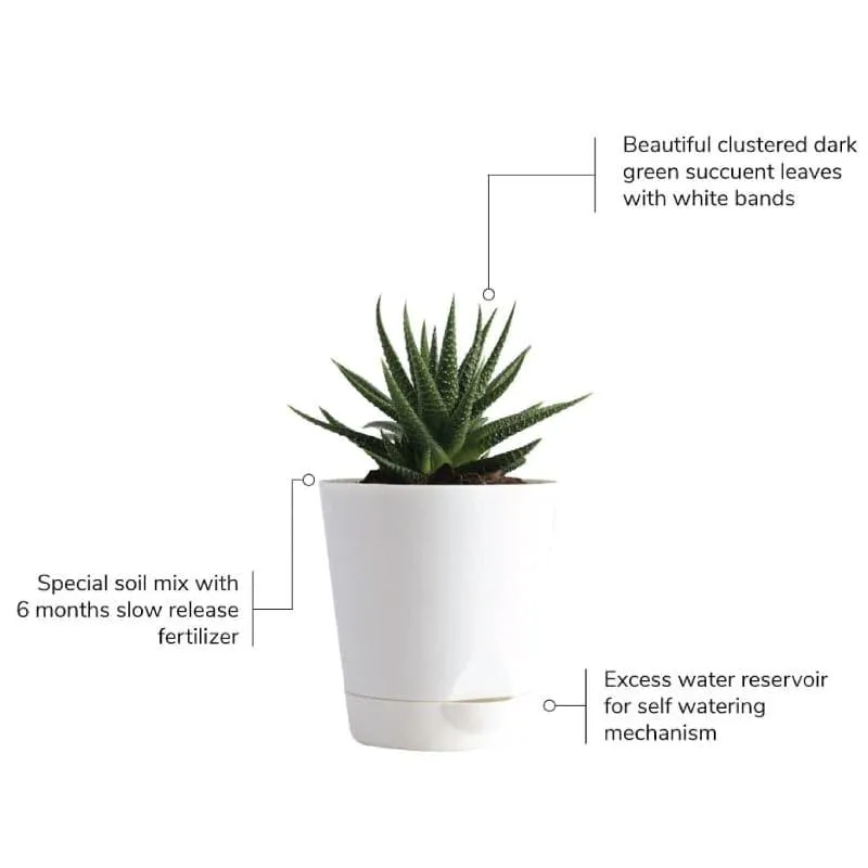 Ugaoo Succulent Plants Live With Pot - Set Of Four media 6