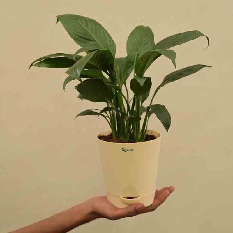 Live Plants