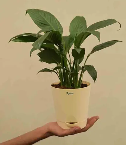Live Plants