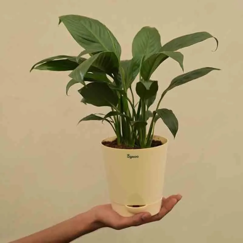 Ugaoo Peace Lily Plant - 20cm media 1