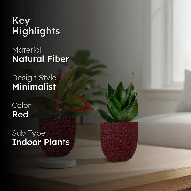 Greenkin Aglaonema Lipstick & Snake Live Plants (Red) - Set Of Two media 2