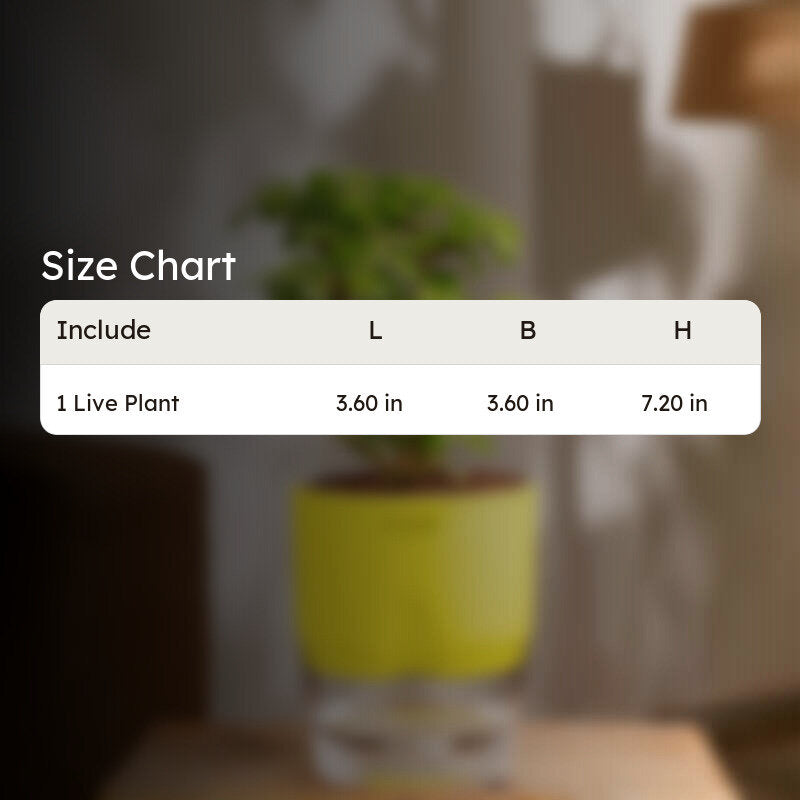 Kyari Jade Plant With Self Watering Pot - Yellow media 7
