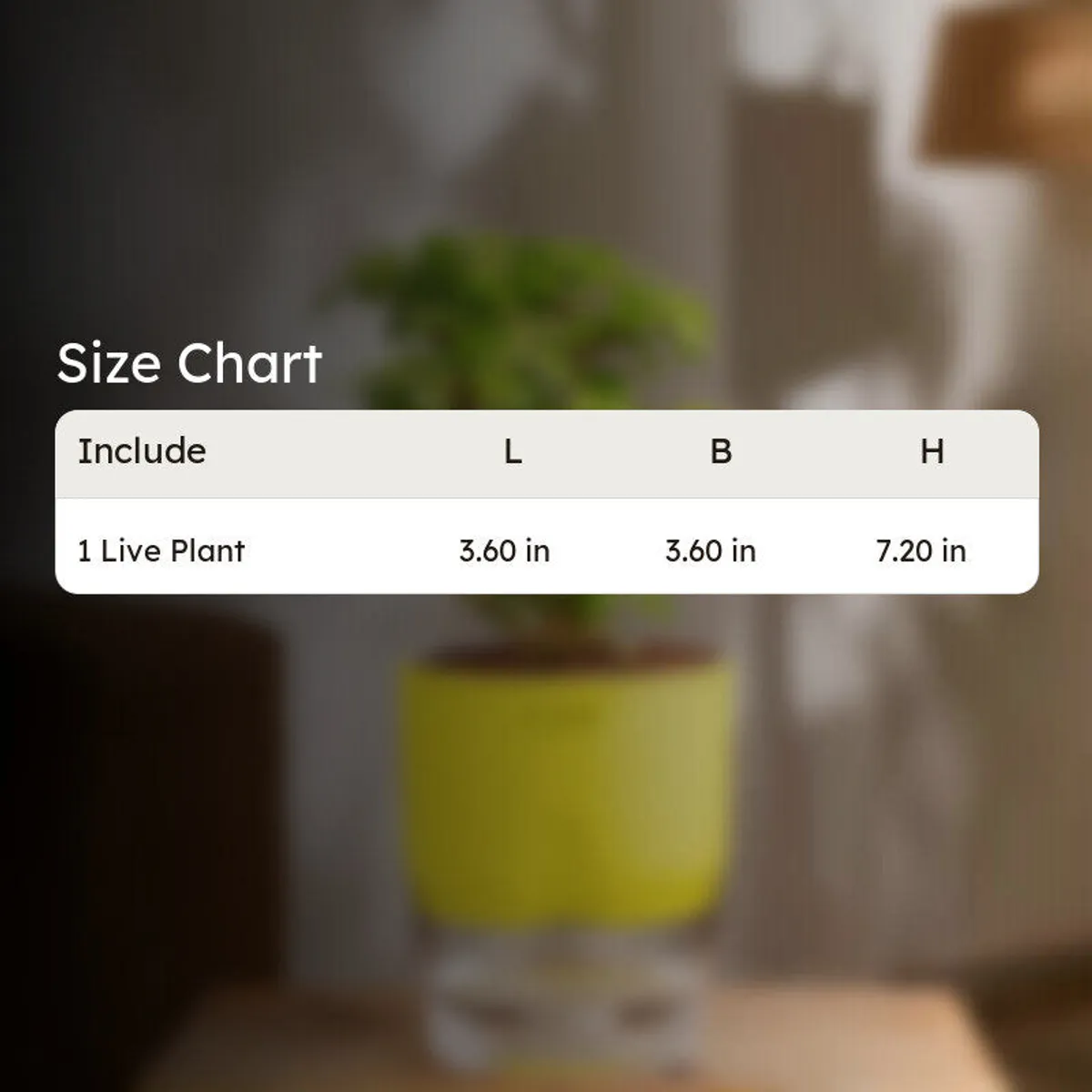 Jade plant product size-chart image with the plant and pot visible