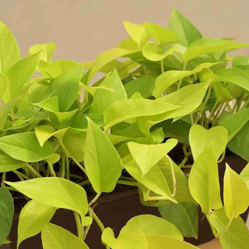 Ugaoo Money Plant Golden Plant - Set of 2 media 3