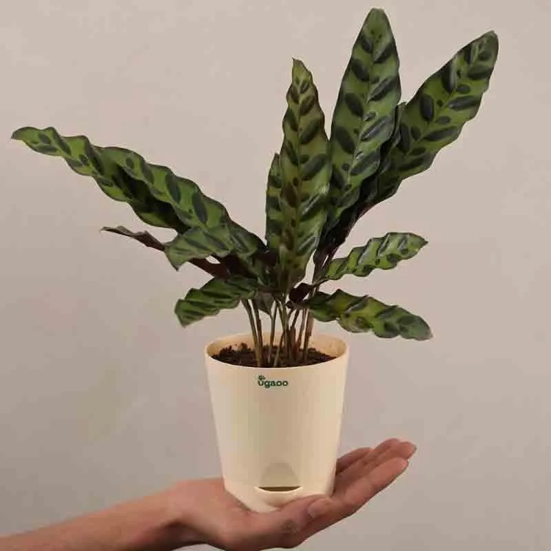 Ugaoo Calathea Rattlesnake Plant media 3
