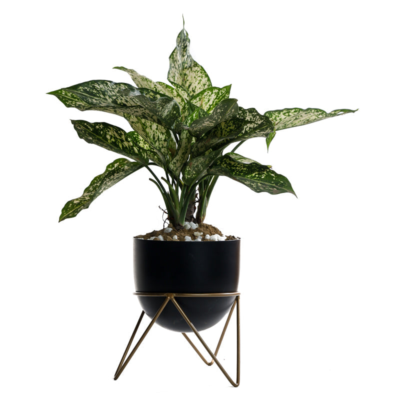 Nuksa Zig Zag Planter - Black media 3