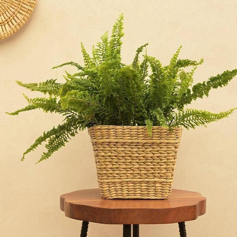 Ugaoo Seagrass Planter - 22 CM media 3