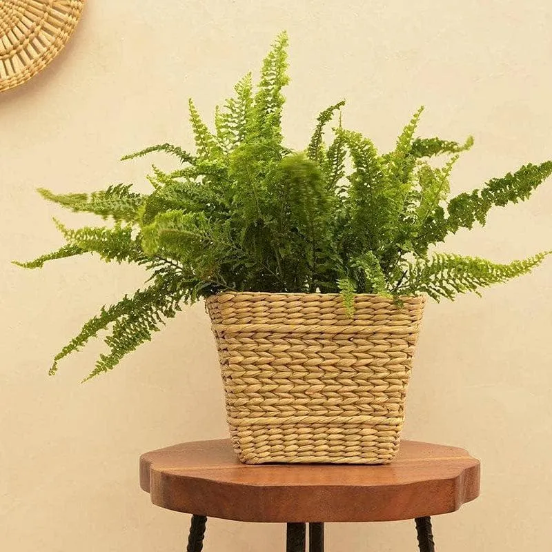 Ugaoo Seagrass Planter - 22 CM media 3
